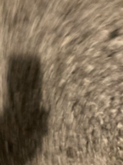 Koc mory duzy hiszpanski - rezerwacja