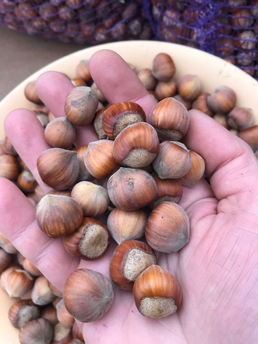 Горіхи,фундук,ліщина з власного саду, по 5 кг.