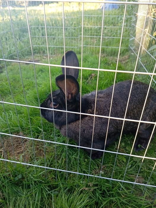 Królik samica młoda 2 letnia i 2 młode króliki 4 miesięczne