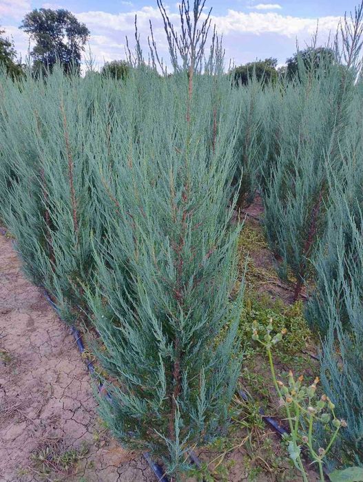 Кипарисовик, ялівець скельний Блю Аров, гортензії, туя смарагд