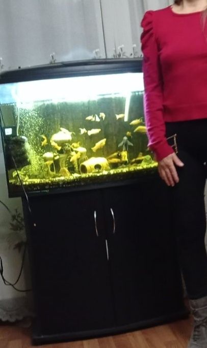 Акваріум з сомами та креветкамии