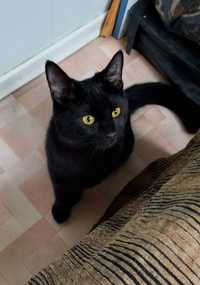 Черный котенок-мальчик (5 месяцев) ищет дом! Отдам в хорошие руки!
