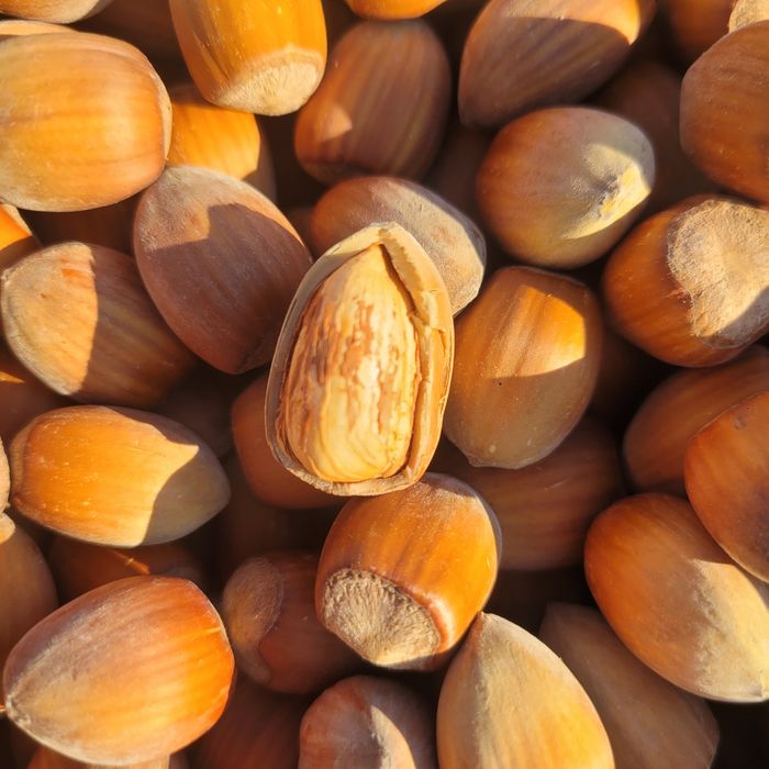 Orzechy podłużne laskowe 10kg SUPER JAKOŚĆ