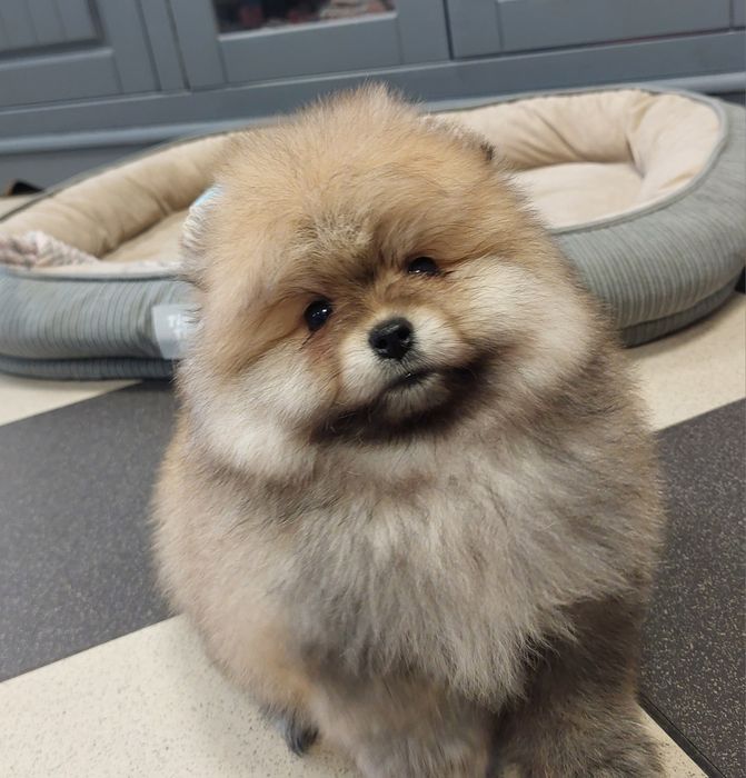 Szpic miniaturowy chłopczyk