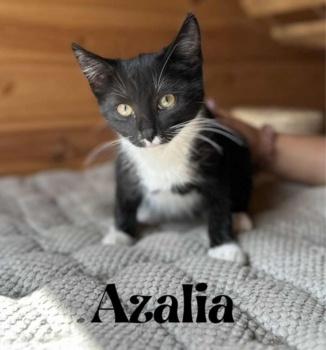 Słodki jak cukierek, a nie tuczy :-) Irys poleca się do adopcji