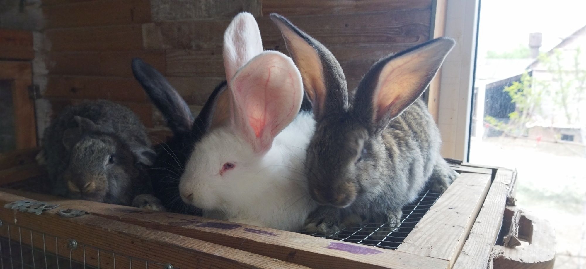 Кроликів фландр.