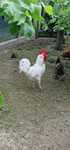 Sprzedam Kogut Leghorn
