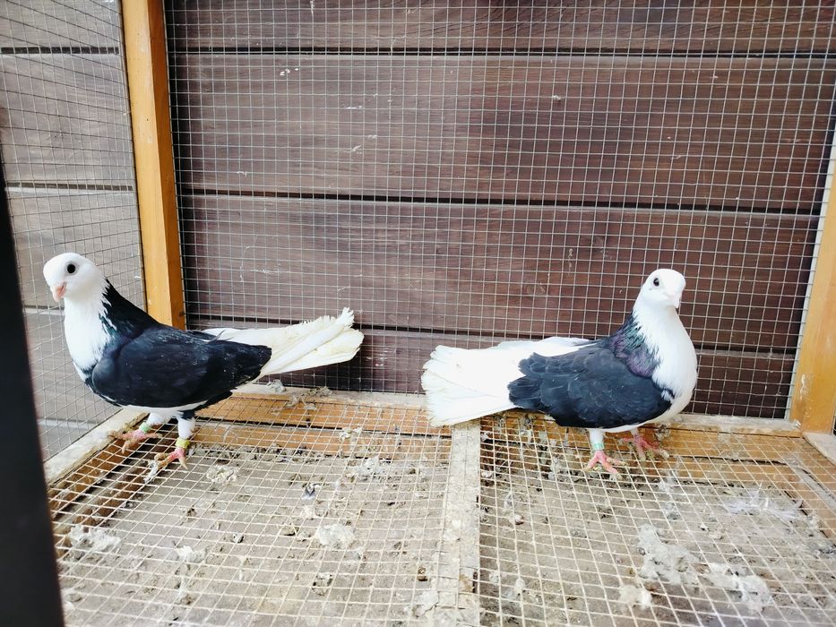 Gołębie zamojskie bociany