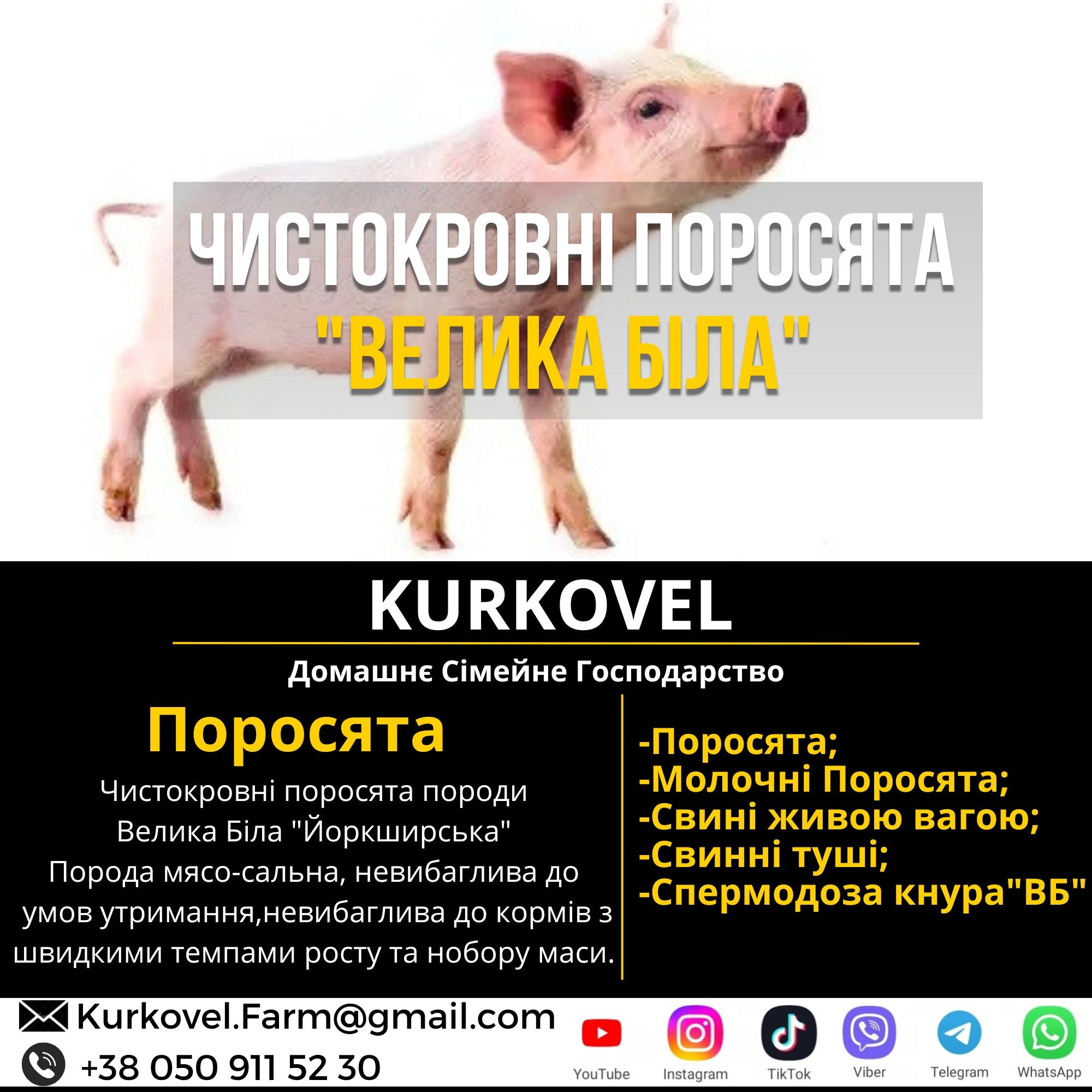 На свиноматку Велика Біла ЧИСТОКРОВНА свині поросята