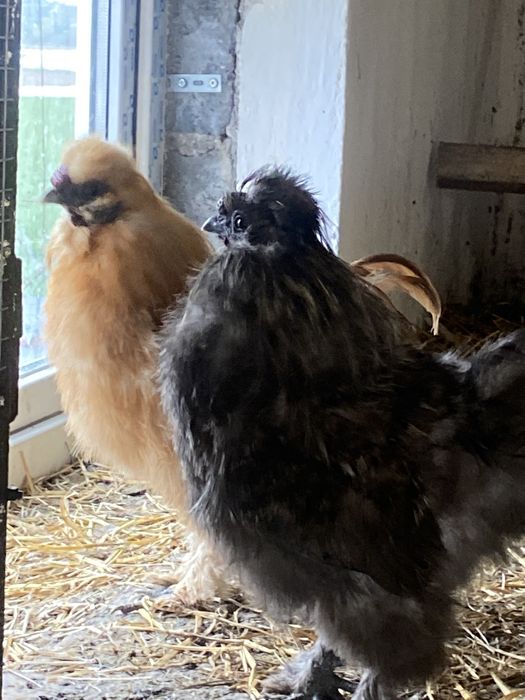 Koguty silki jedwabiste