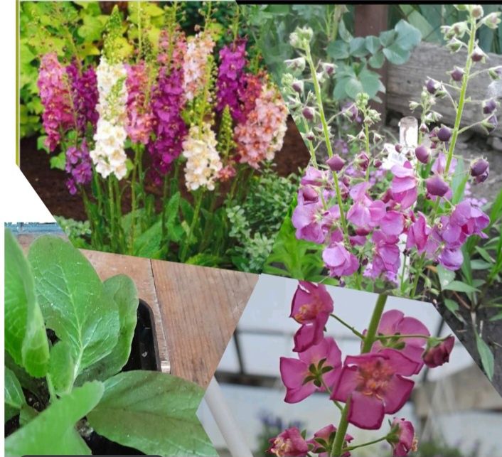 Вербаскум (коровяк)