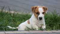 Piesek Jack Russell Terrier / BREFIO