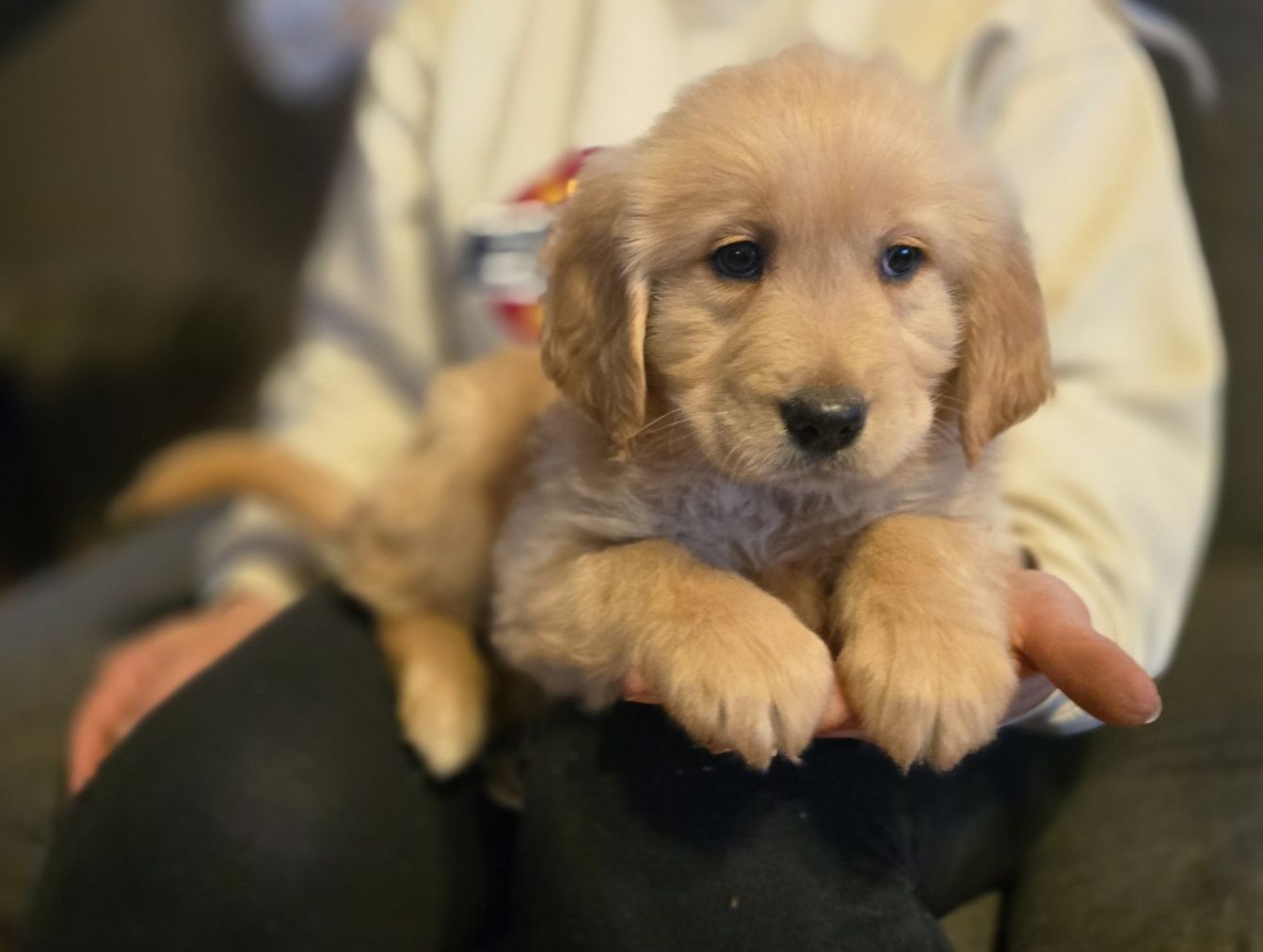 Golden retriever szczeniak
