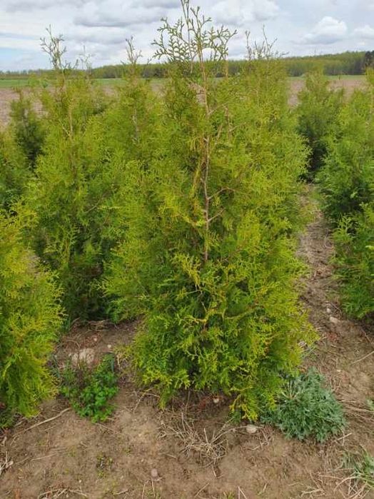 Tuja brabant 140 - 200 cm