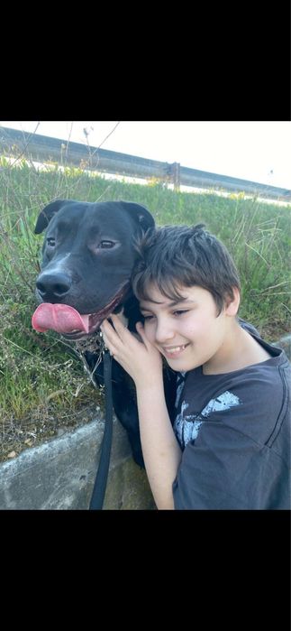 Doa um cao meiguinho