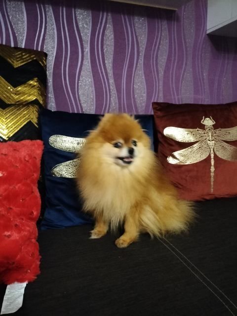 Szpic miniaturowy pomeranian
