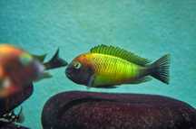 Tropheus nkonde, ciclideos africanos, Tanganyika