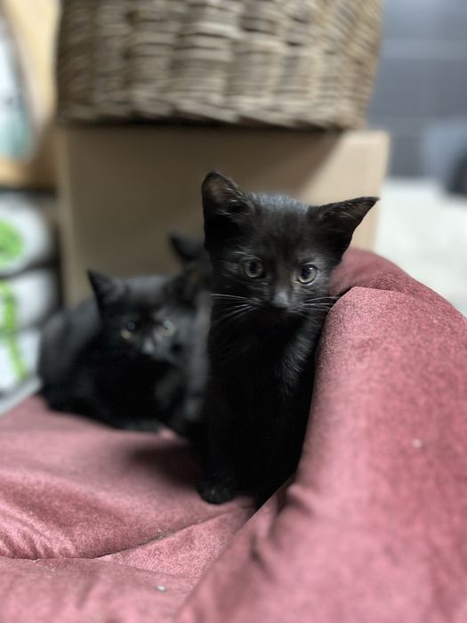 Kot europejski czarny