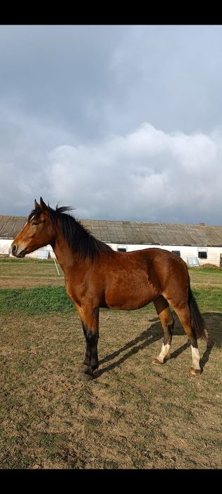 Sprzedam klacz śląska