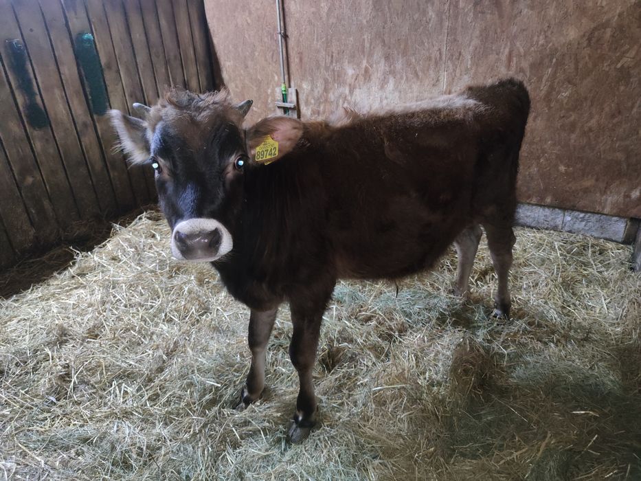 Byczek Jersey sprzedam