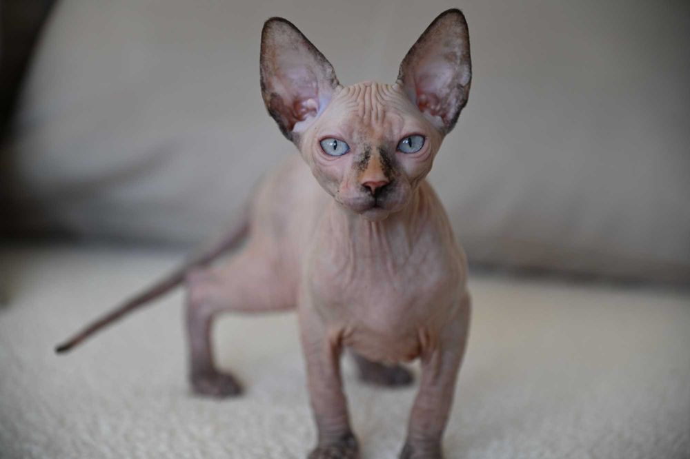 Piękna Figa - koteczka Sfinks