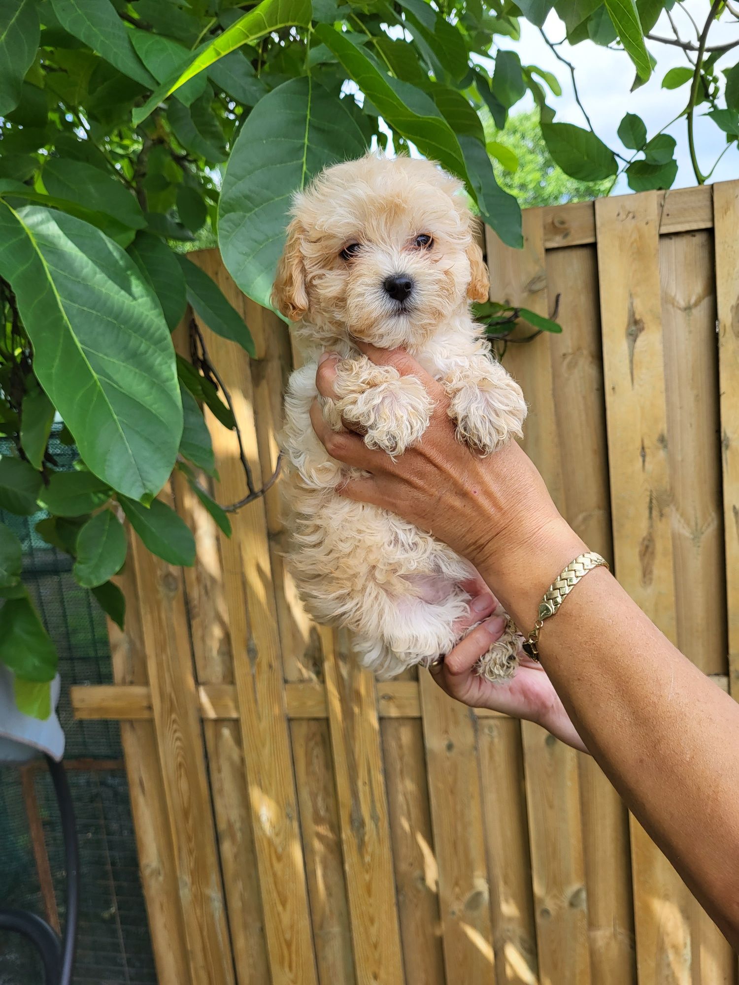Maltipoo F1 piesek
