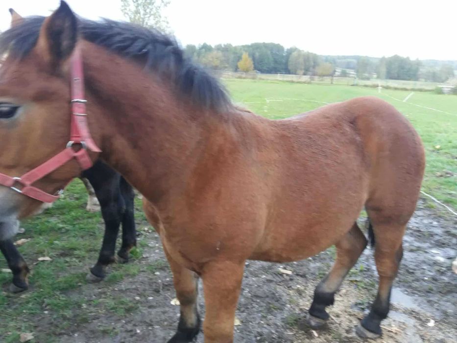 Koń, konie, źrebaki zimnokrwiste