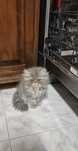 Persa femea  tabby