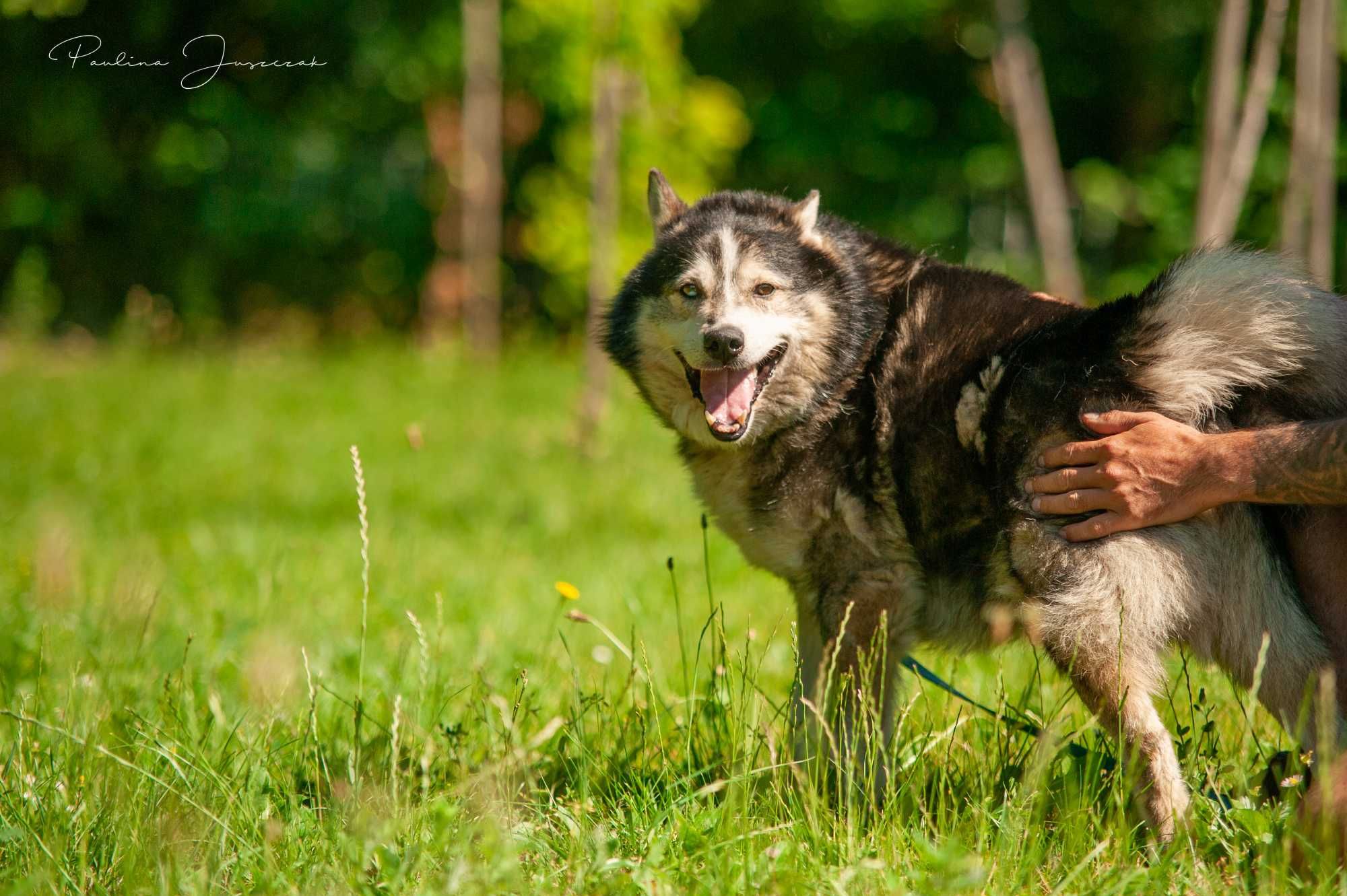 Otis w typie husky czeka na kochający dom...