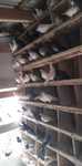Sprzedam lot golebi