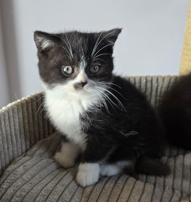 Kotki brytyjskie rodowód FPL