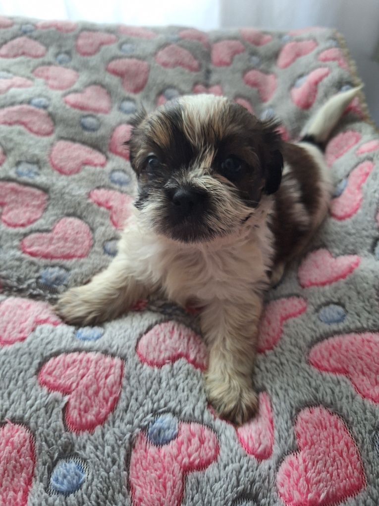 Celinka cudowną dziewczynka shih tzu czeka na dom