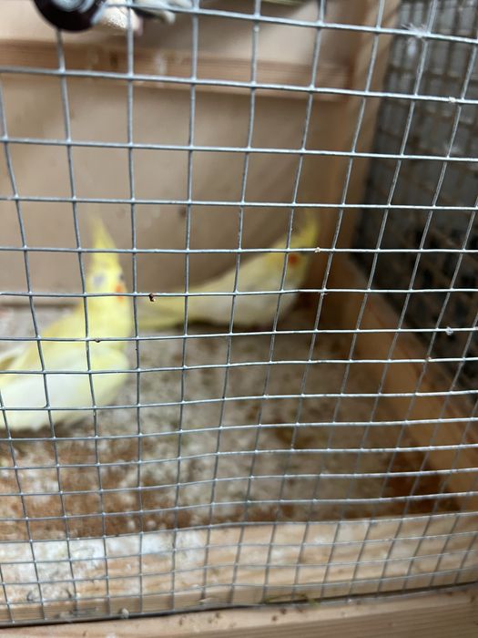 Papugi nimfy  dwie sztuki