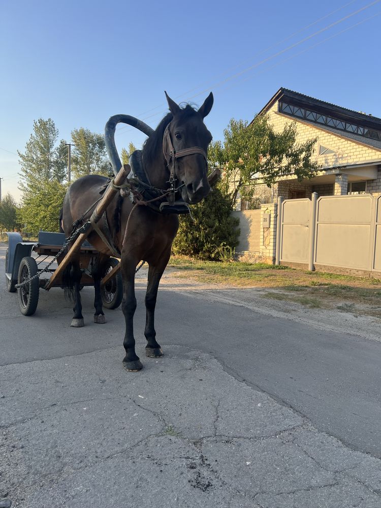 Продам рабочу лошадь