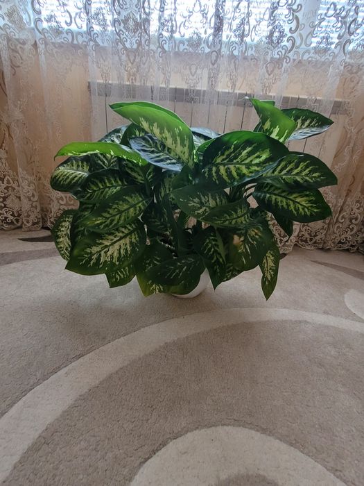 Вазон домашній,кімнатний