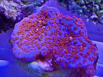 Montipora Superman koralowiec