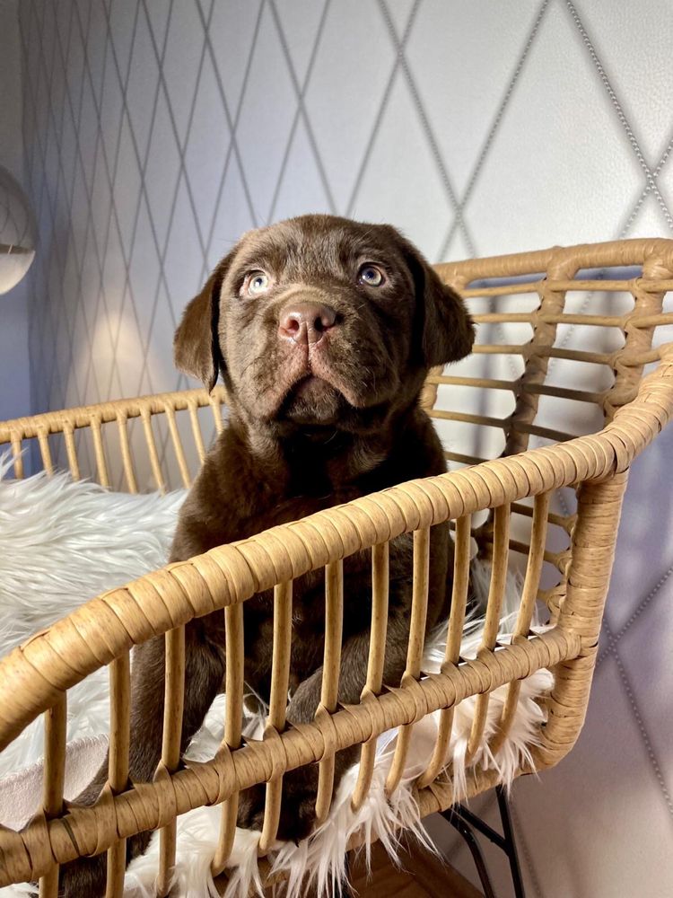 Labrador retriever czekoladowy szczeniak