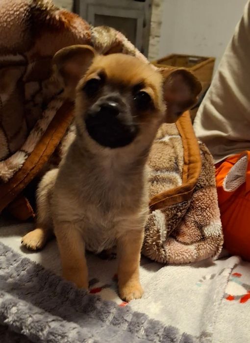 Chihuahua sobolowy piesek