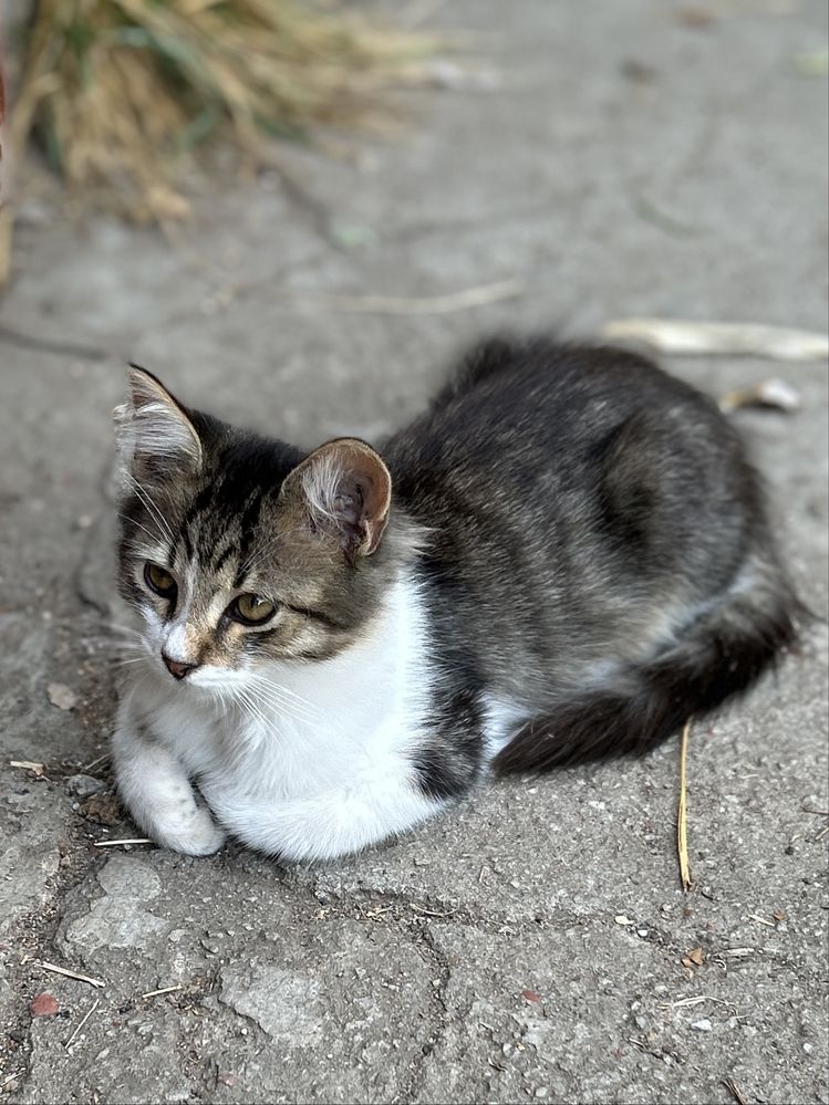 Маленький пушистый курносый котенок