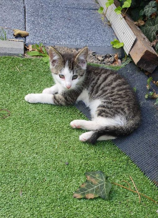 Oddam młodego kotka