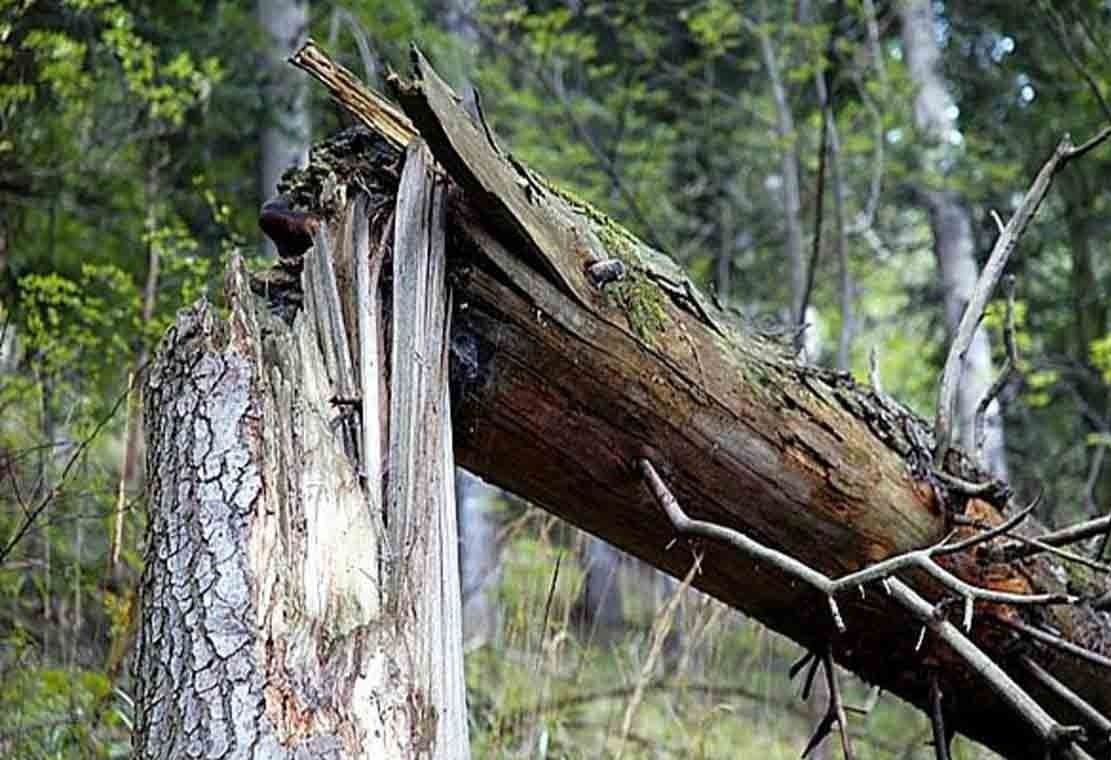 Природні матеріали для дизайнерів