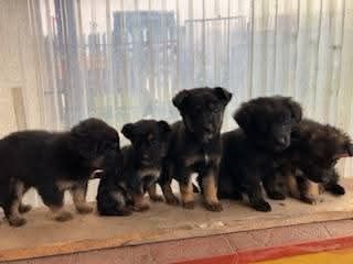 Oddam pieski w dobre ręce