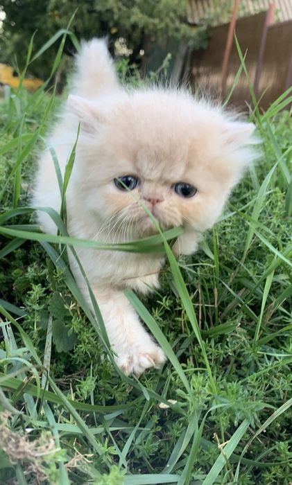 Перс кремовий класичний