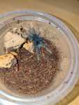 Theraphosa apophysis L2