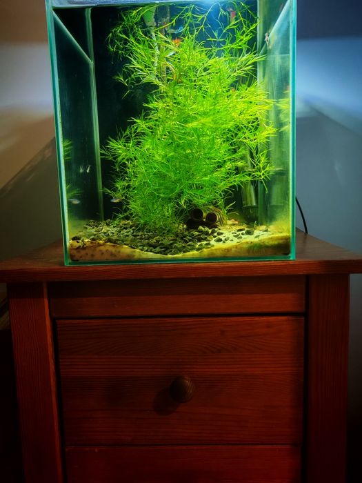 Akwarium 30l, krewetkarium z krewetkami i rybkami