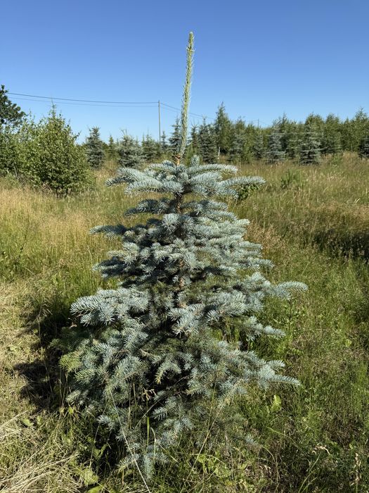 Świerk srebrny Arizona Apache Choinka Choinki od 2 do 4 metrow