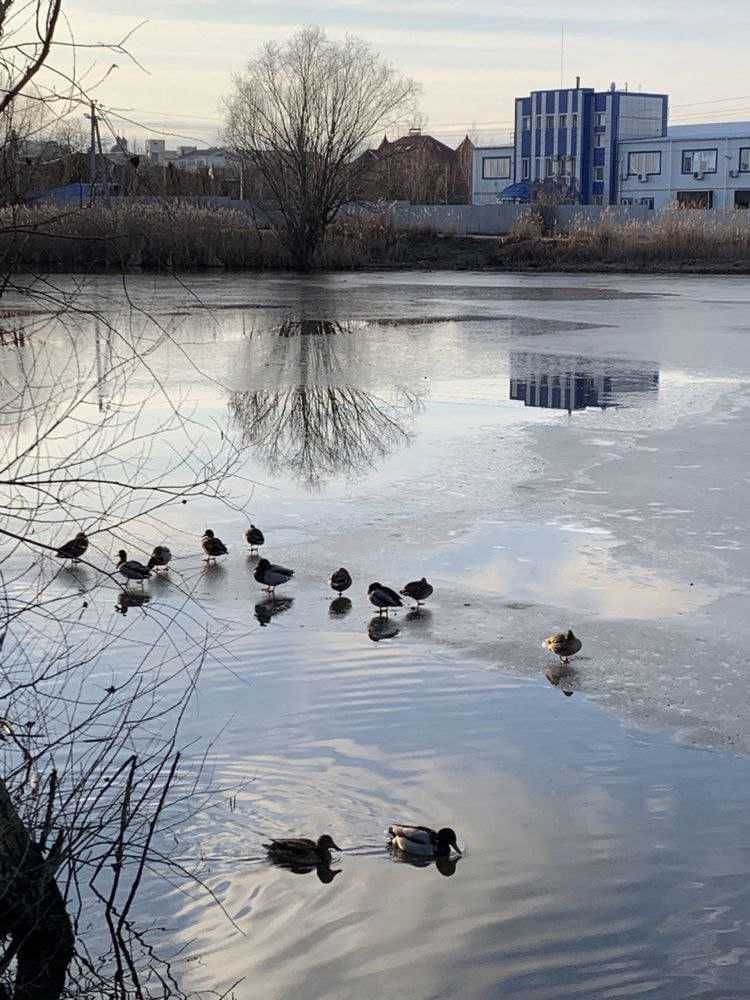 Здам в оренду чудовий будинок в Софіївська Борщагівка