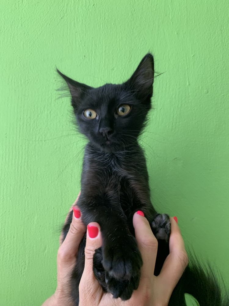 Котенок, девочка, 3,5 месяца, бесплатно