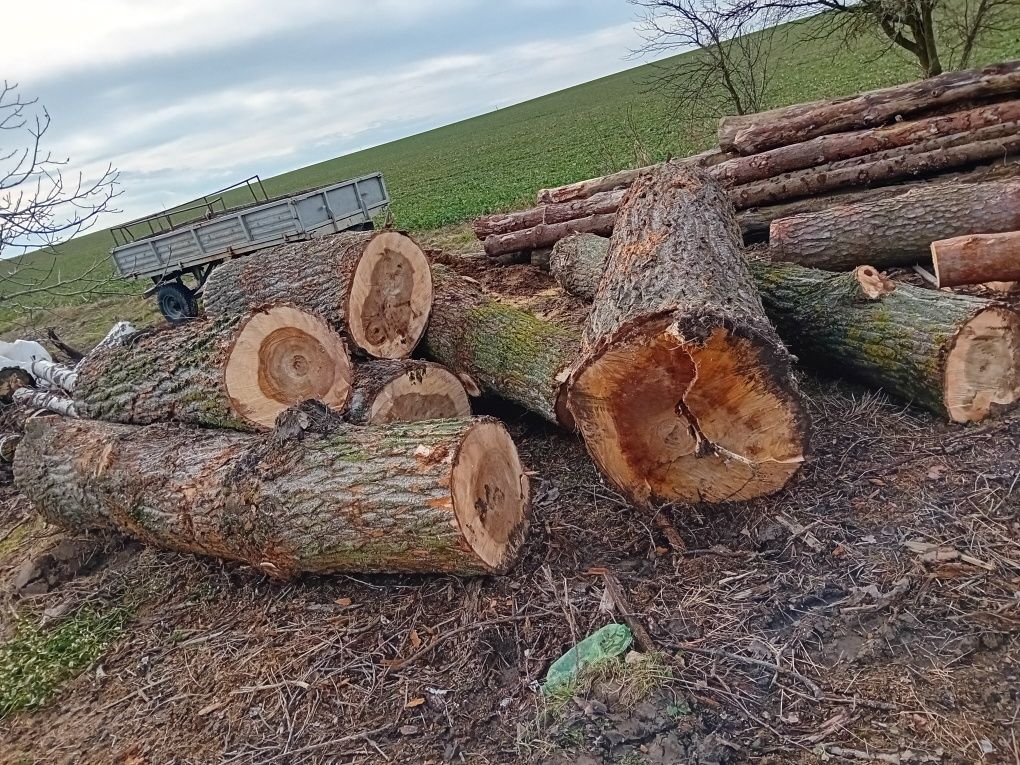 Drewno drzewo topola monolit bale deski plastry stoły