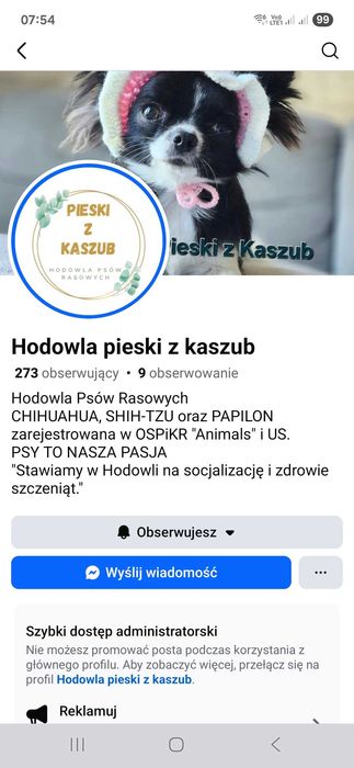 Shih-tzu Ost.Dziewczynka Rezerwacji typ Amerykańsko-Europejski